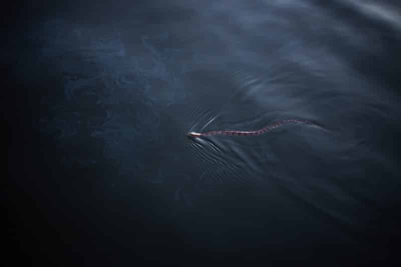 Seeschlange
