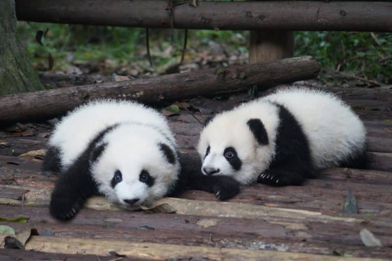 Cachorros de panda