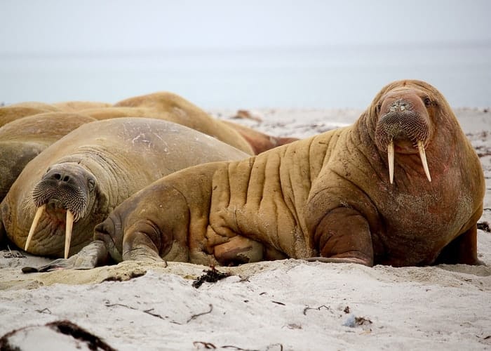 Walruses on sand 