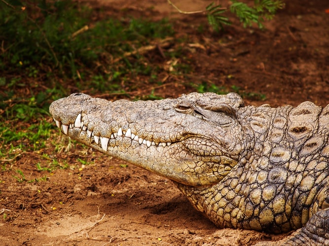 ausgewachsenes Krokodil
