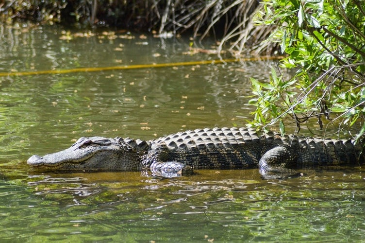 Wo man Alligatoren in Amerika sehen kann