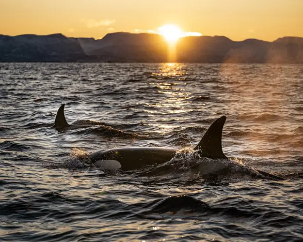 orcas in norway