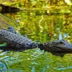 Wo man Alligatoren in freier Wildbahn sehen kann