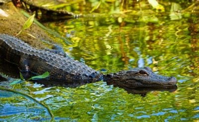 where to see alligators