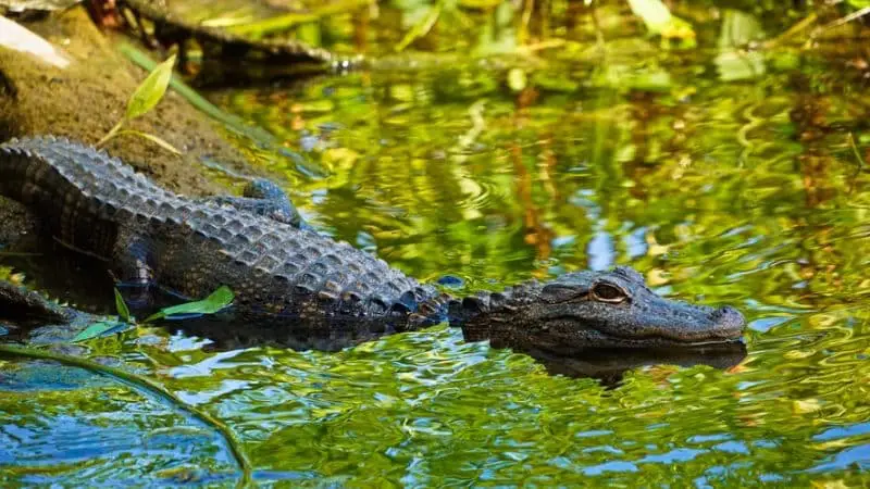 where to see alligators