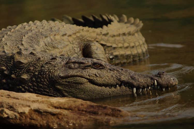 marsh crocodile