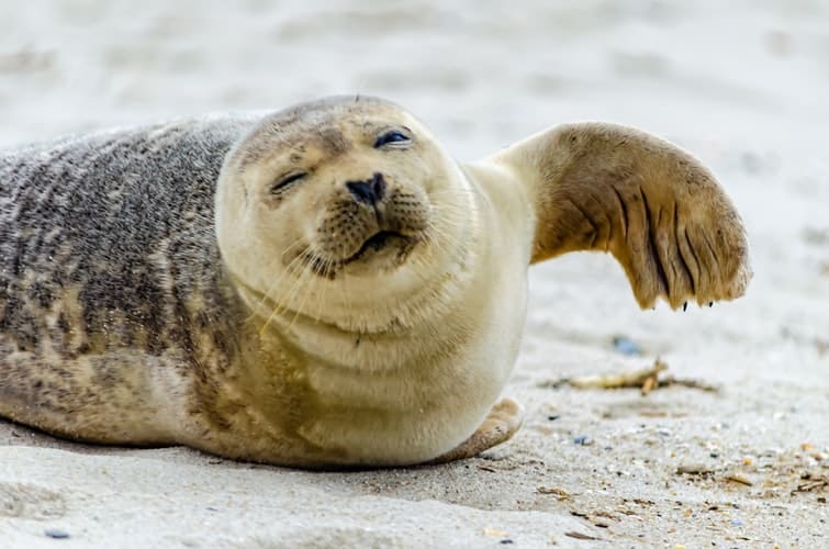 Earless seal 