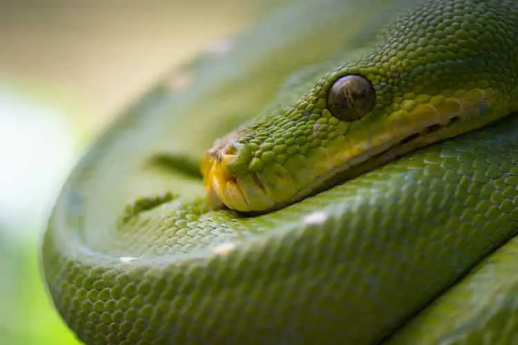 boa snake reptiles