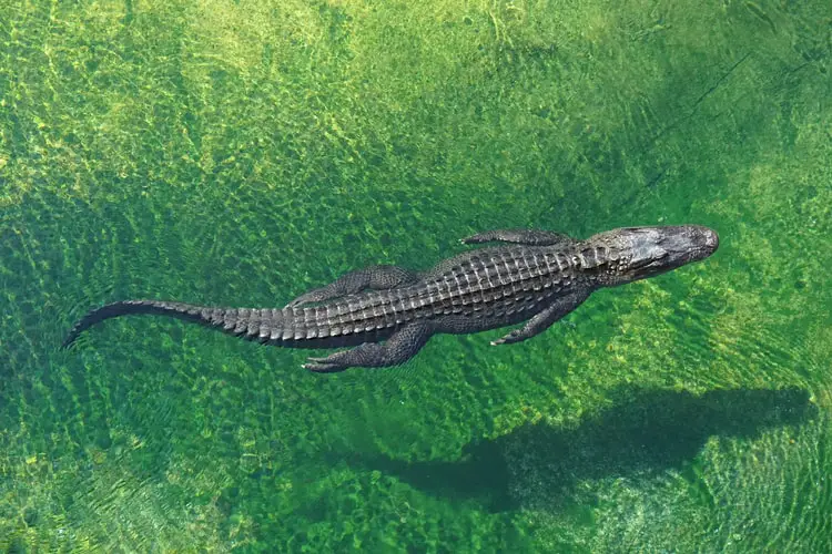 wo man Alligatoren sehen kann
