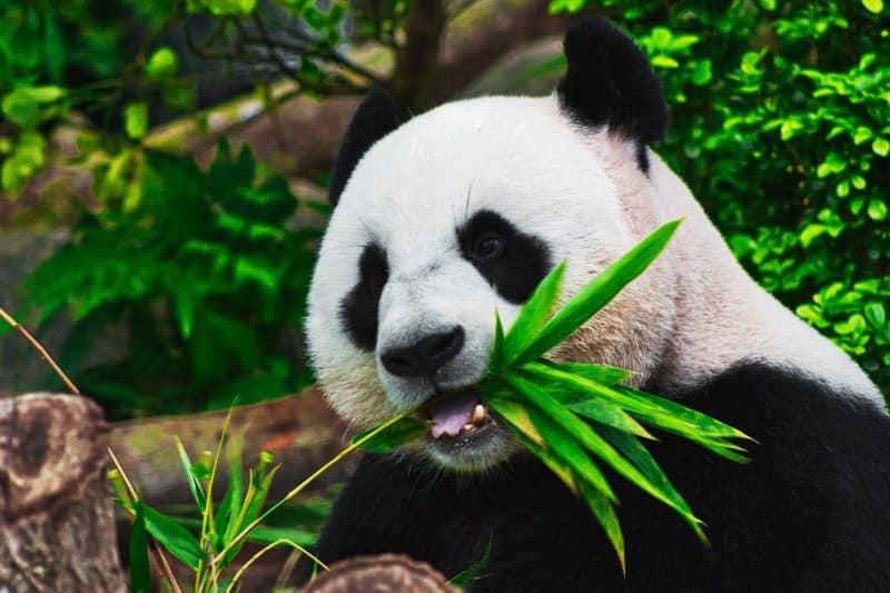wild panda bear