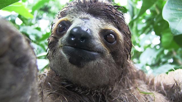 Baby sloth 