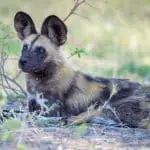 5 Best Places to See African Wild Dogs