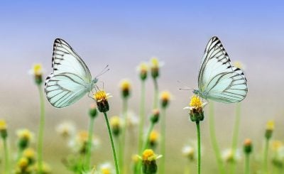 las mariposas se conectan con la naturaleza 