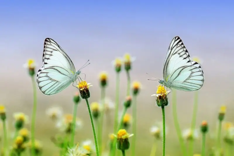 butterflies connect to nature
