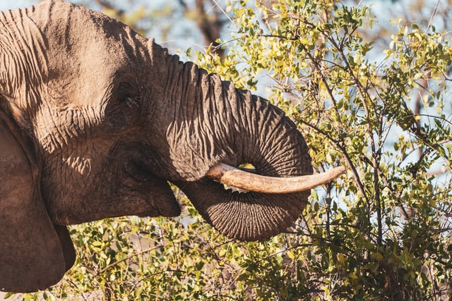 elephant in namibia