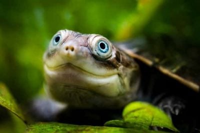Schildkröte in Afrika