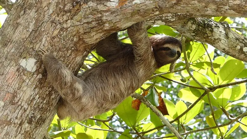 wild sloth in a tree