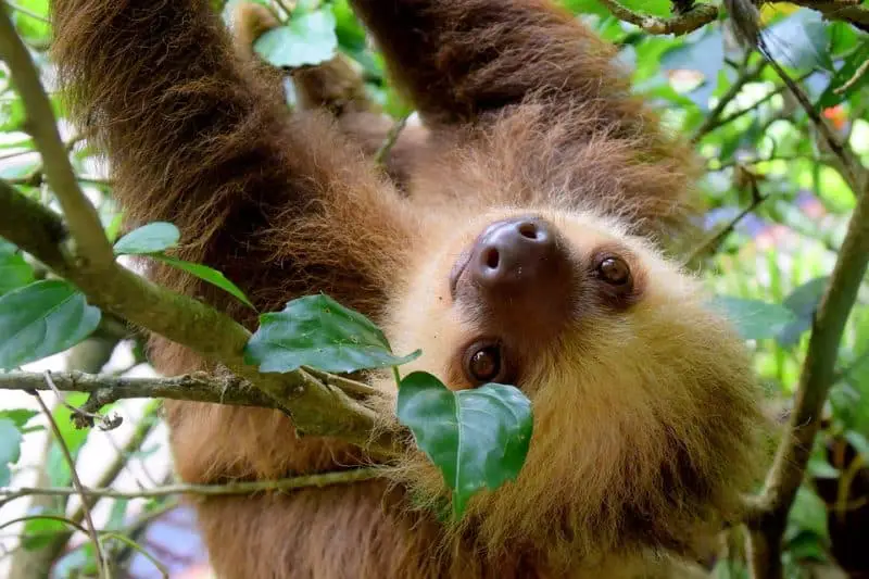 sloth top 10 animals with the worst memory in the world. 