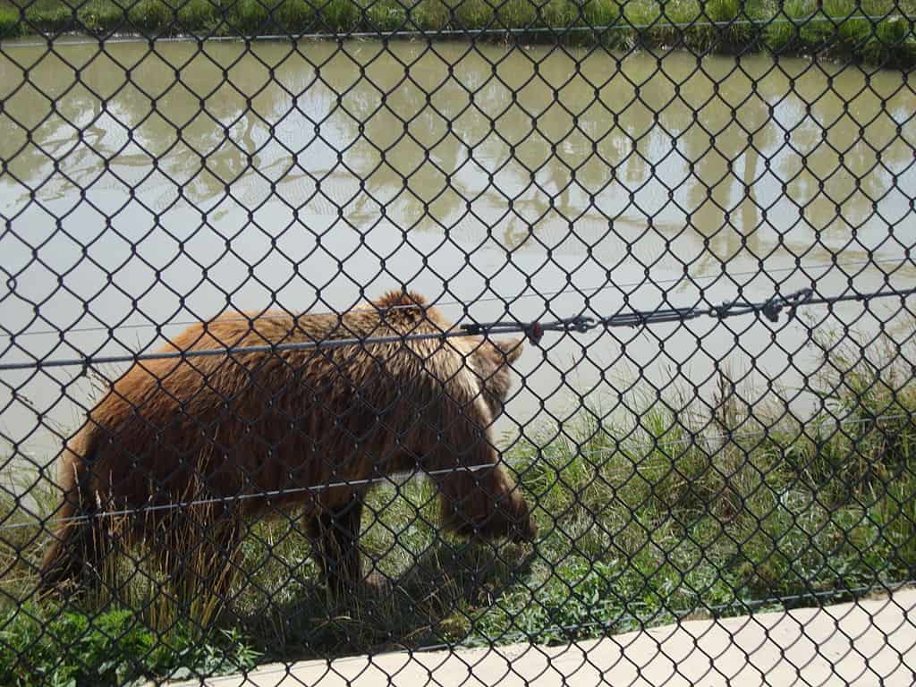 brown bear at safari 