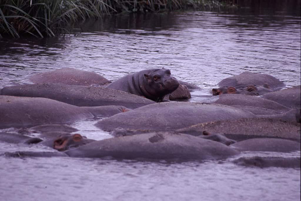 Young hippos  in water 
