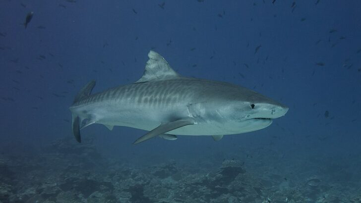 Humpback Whale Saves Woman From Tiger Shark