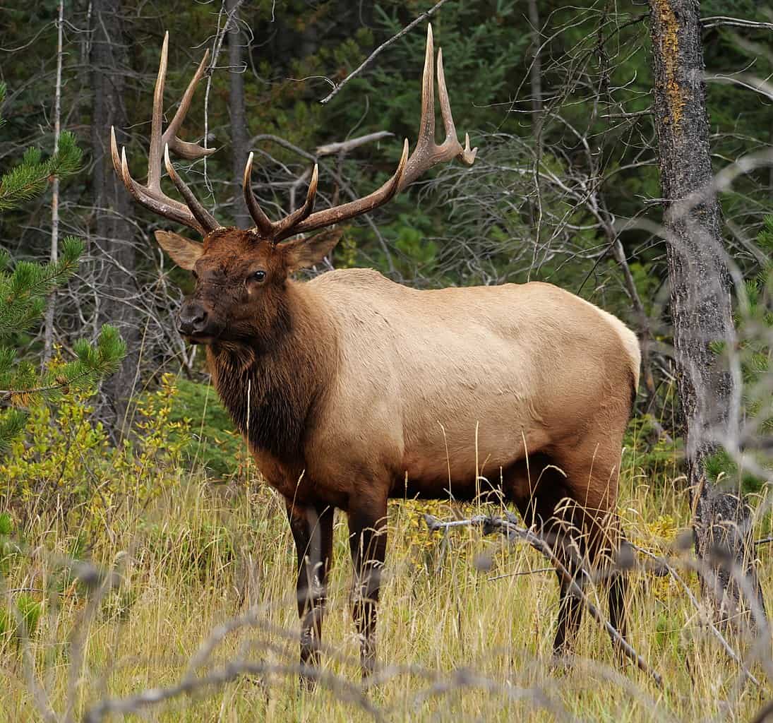 Elk in forest 