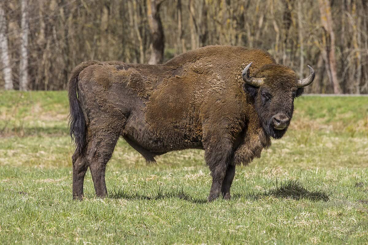 European bison.