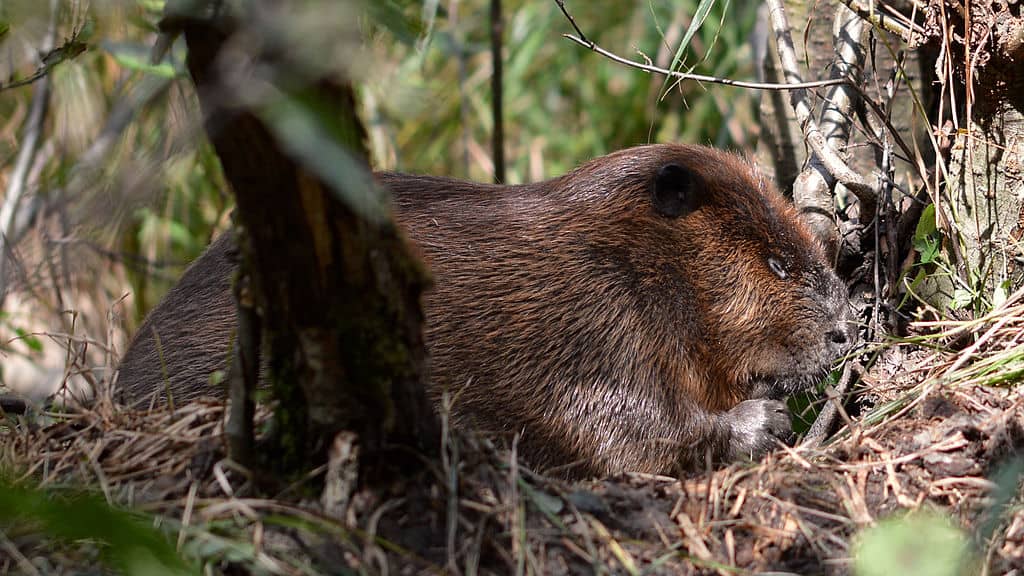 North America beaver eating grass 