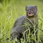 When The Tables Turn: Watch A Mongoose Take On A Cobra