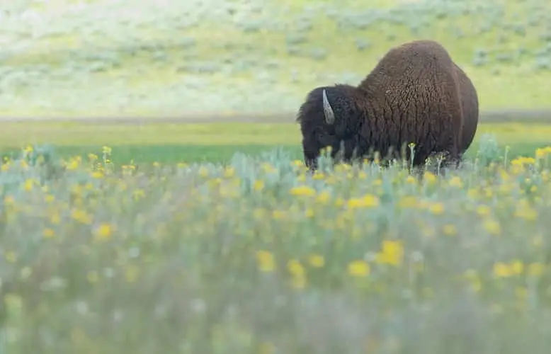 colorado bison