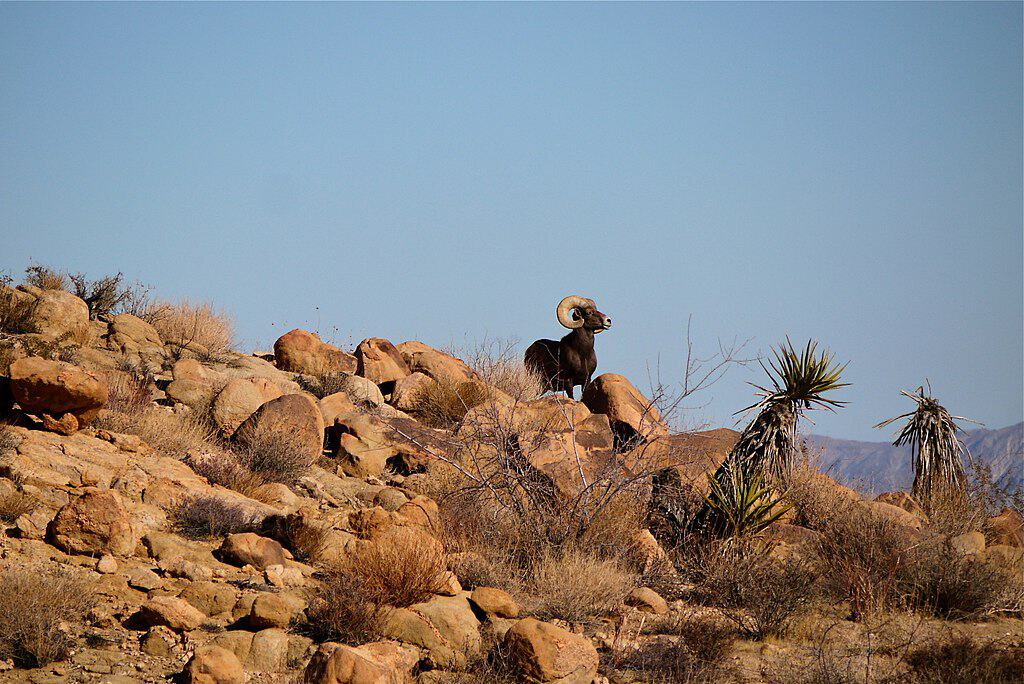 horn sheep spotted 
