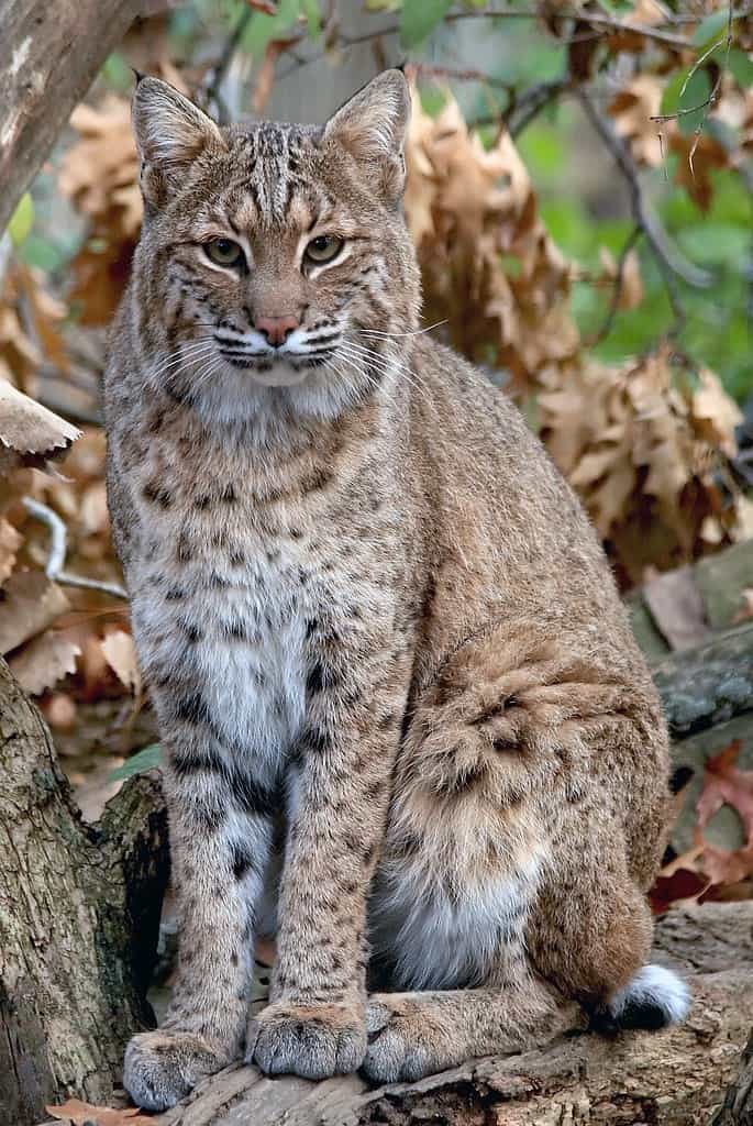 Bobcat staring 