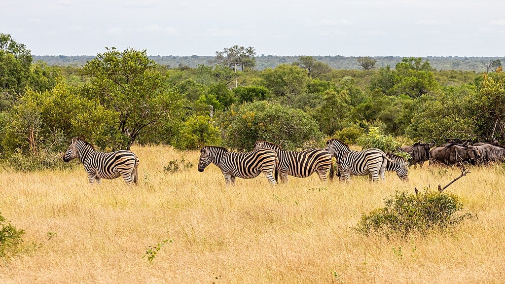 kruger national park