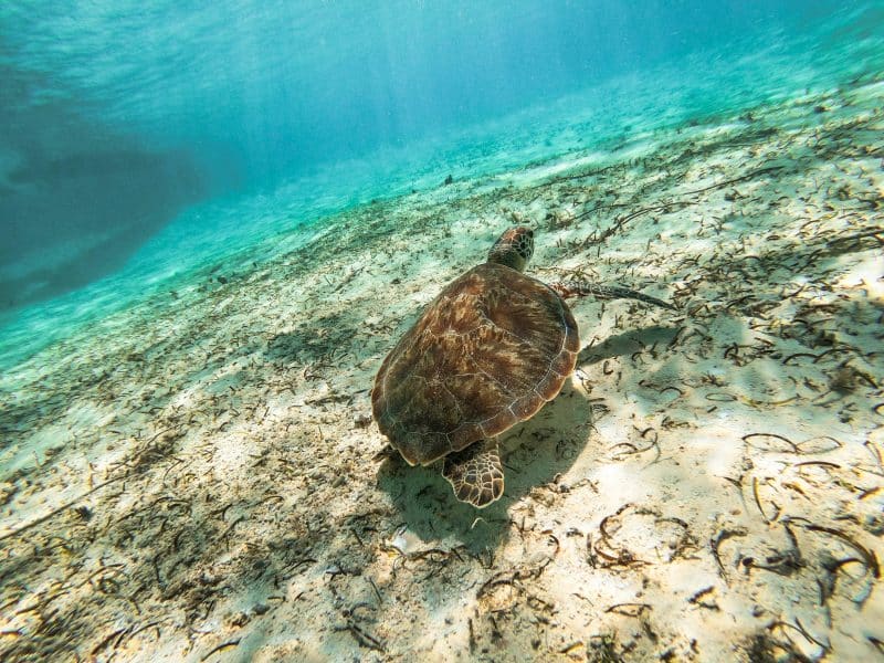 Sea turtle in Florida