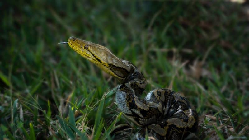 snake in Florida top 10 animals with the worst memory in the world. 
