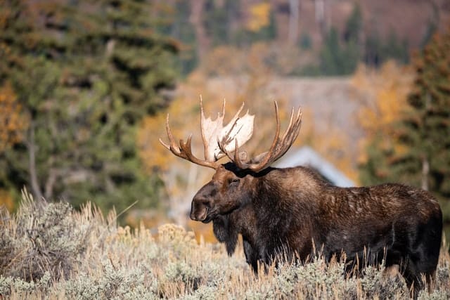 moose, Animals of Colorado