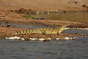 Meet Lolong The Largest Crocodile Ever Recorded