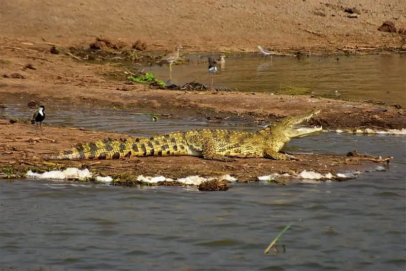 Crocodile in Florida