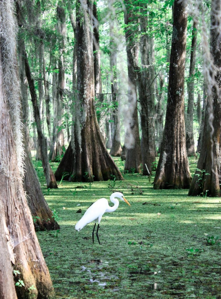 Stork in swamp