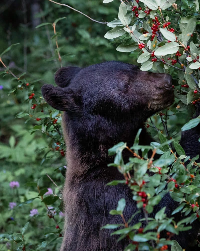 Schwarzbär essen in Florida