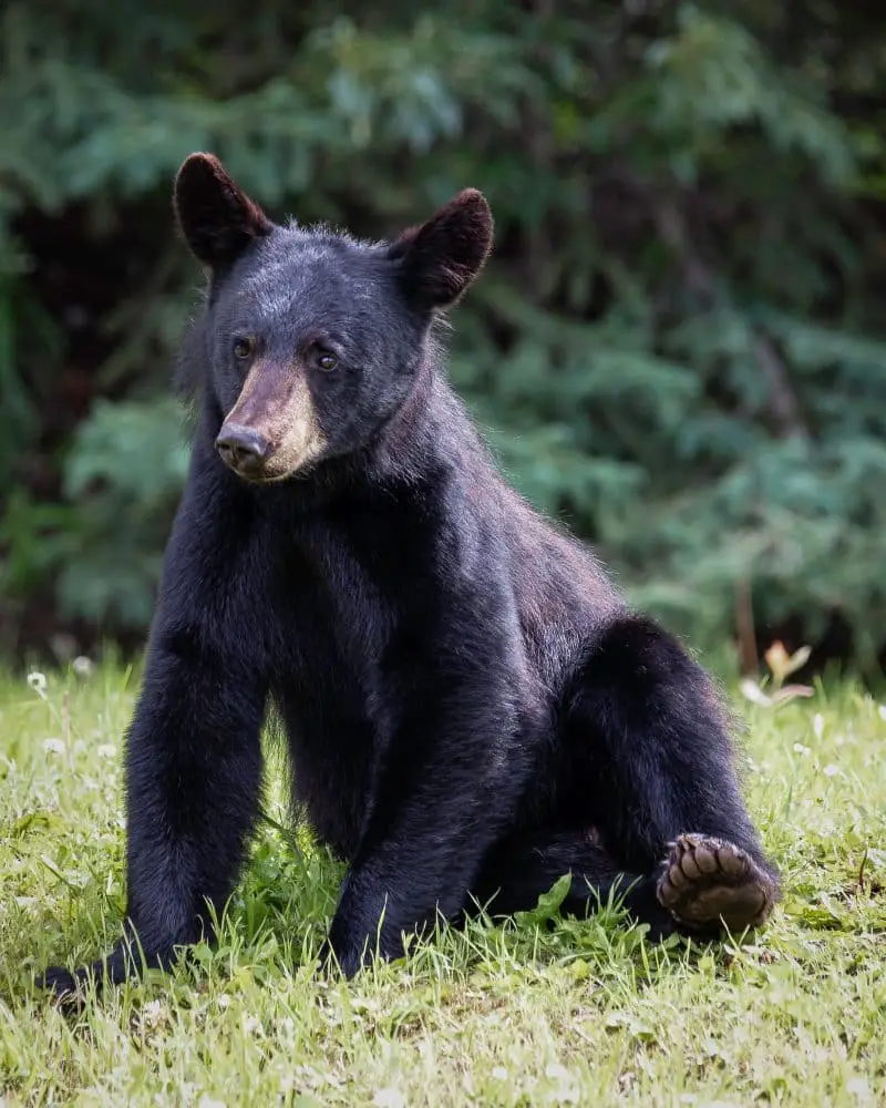 Black Bear in Florida