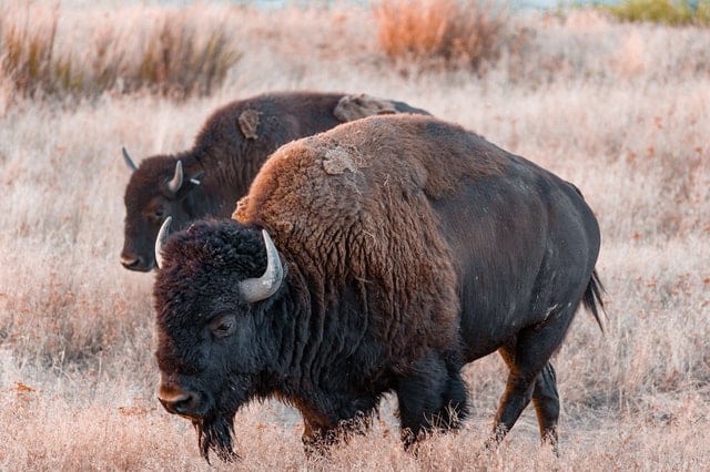 Bisonte en Wyoming 
