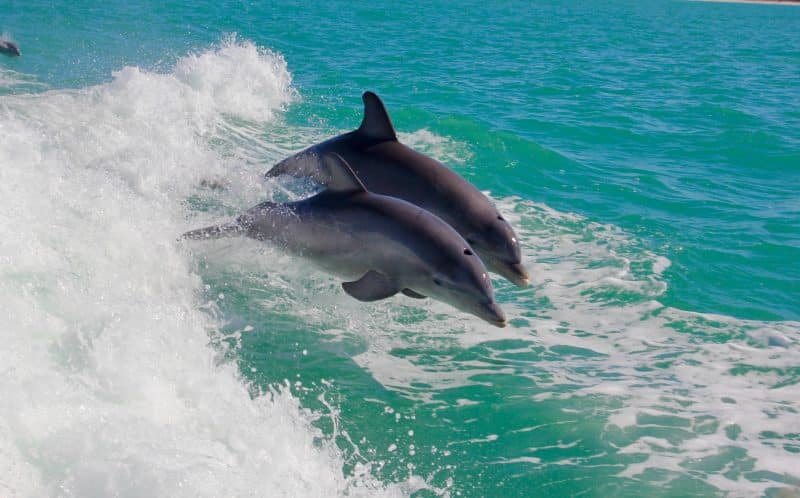 jumping Dolphins in Florida