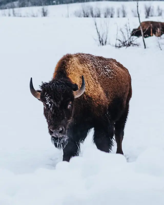 Bison in Wyoming