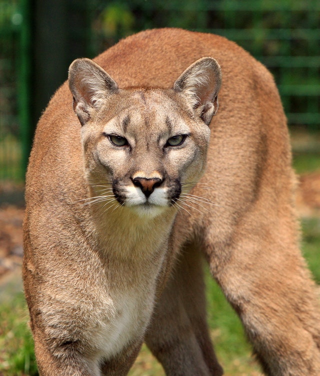 Different kinds of wild cats, Cougar