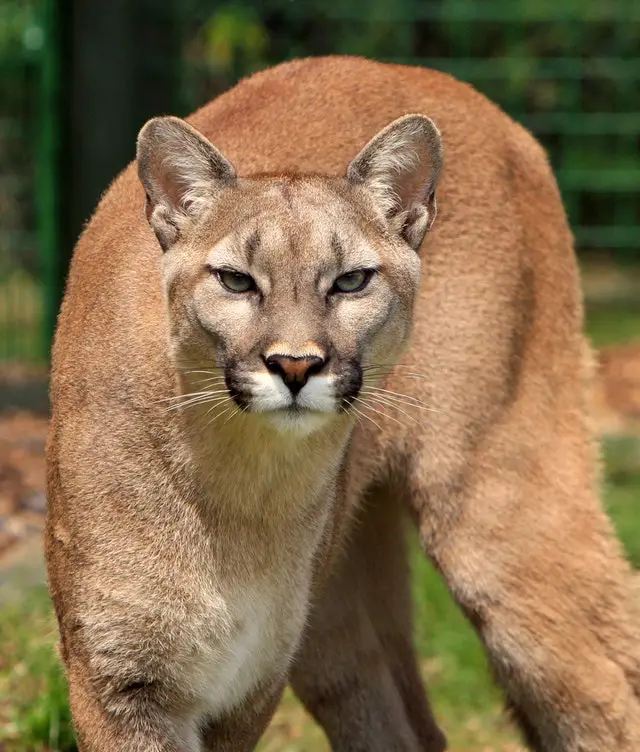 Different kinds of wild cats, Cougar