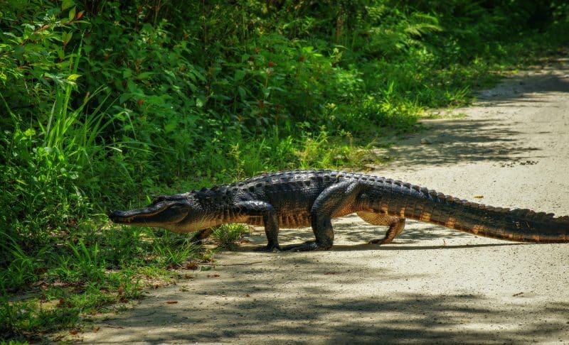 wild alligator in Florida