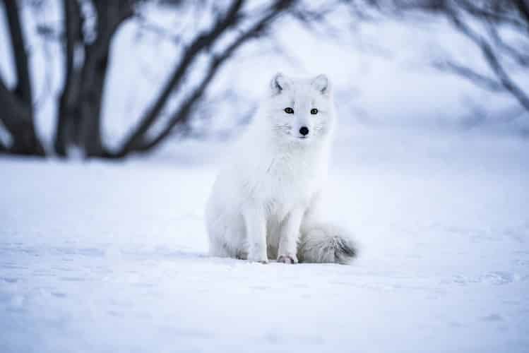 arctic fox animals in the north pole