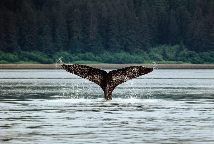 Wale in Alaska