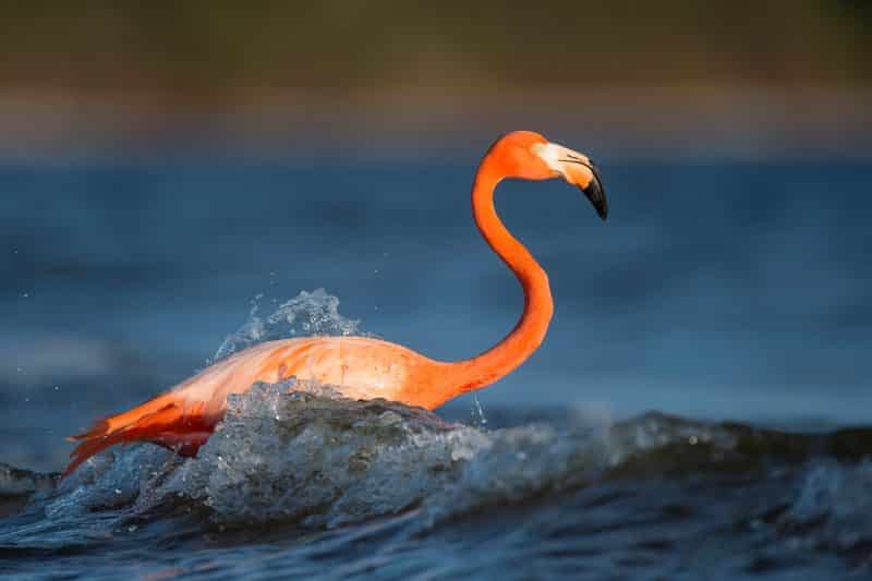 Flamingo in Florida